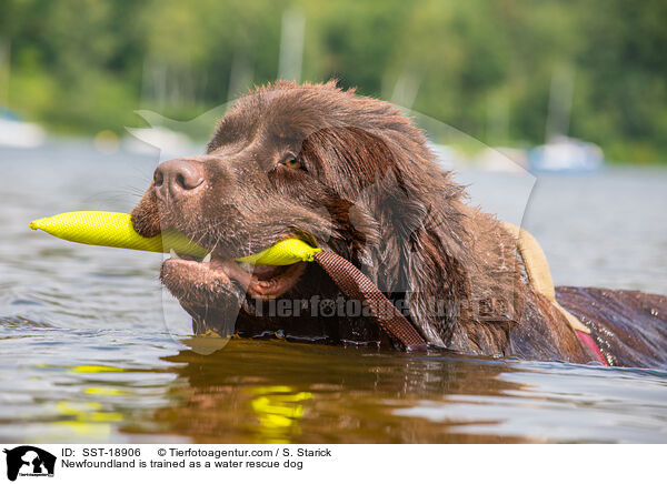Newfoundland is trained as a water rescue dog / SST-18906