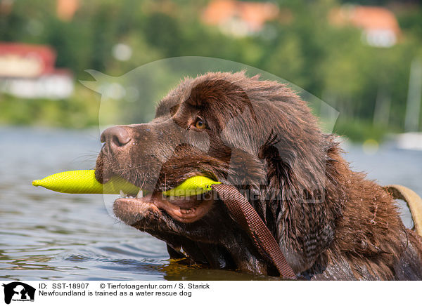 Newfoundland is trained as a water rescue dog / SST-18907