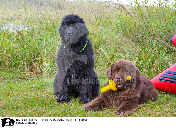 Newfoundlands / SST-18919