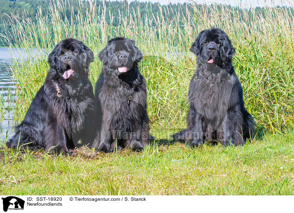 Newfoundlands / SST-18920