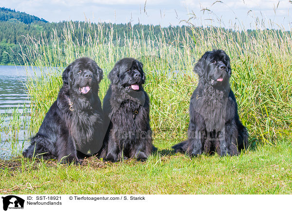 Newfoundlands / SST-18921