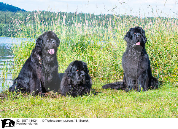 Newfoundlands / SST-18924
