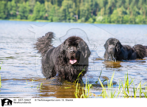 Newfoundlands / SST-18927