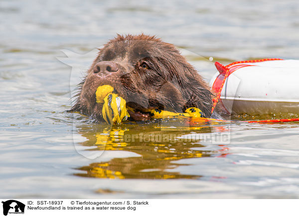 Newfoundland is trained as a water rescue dog / SST-18937