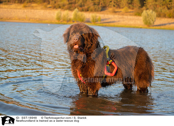 Newfoundland is trained as a water rescue dog / SST-18948