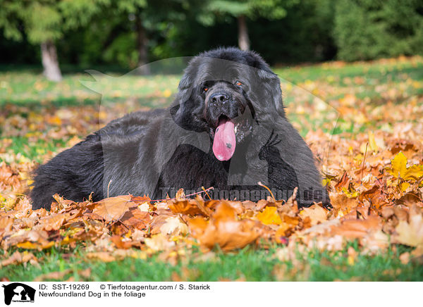 Newfoundland Dog in the foliage / SST-19269