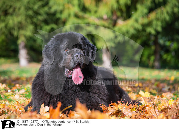 Newfoundland Dog in the foliage / SST-19277