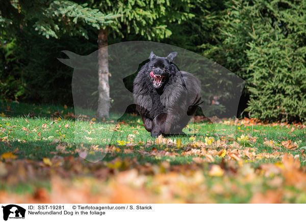 Newfoundland Dog in the foliage / SST-19281