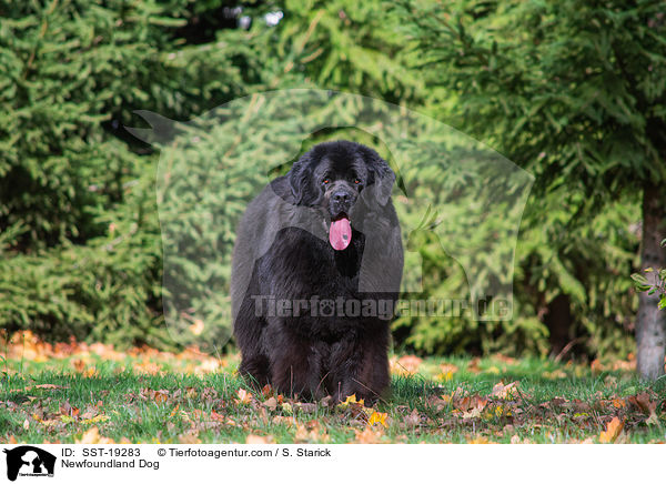 Newfoundland Dog / SST-19283