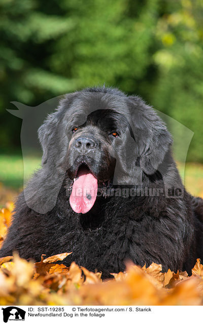 Newfoundland Dog in the foliage / SST-19285