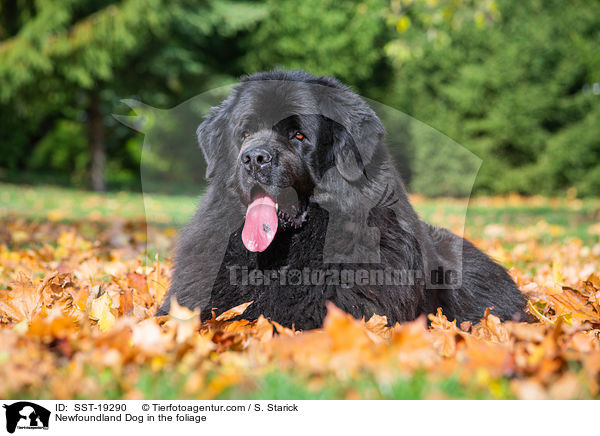 Newfoundland Dog in the foliage / SST-19290