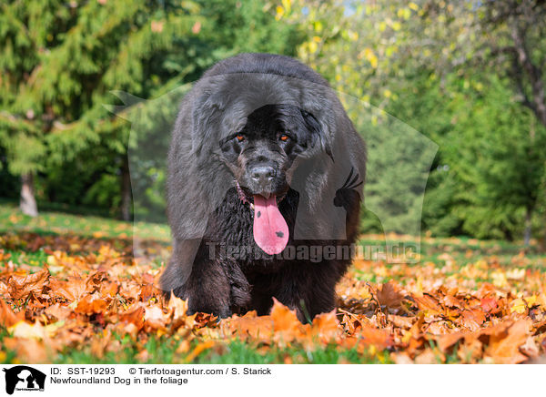 Newfoundland Dog in the foliage / SST-19293