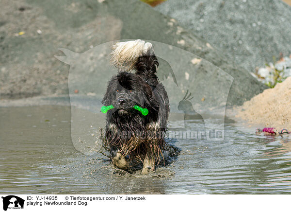 playing Newfoundland Dog / YJ-14935