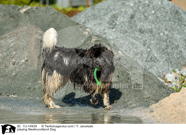 spielender Neufundlnder / playing Newfoundland Dog / YJ-14939