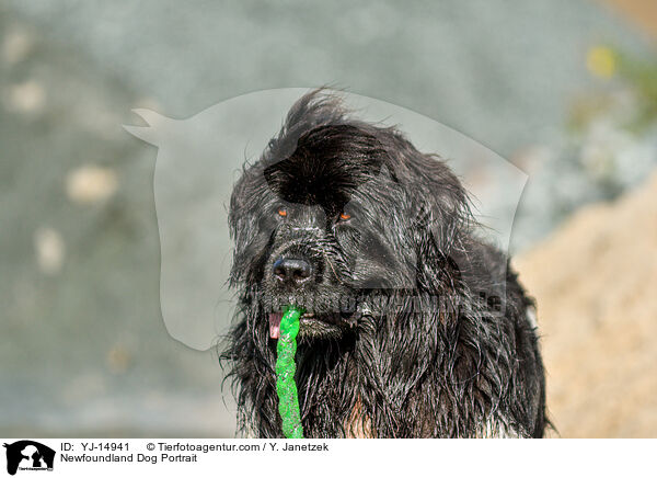 Newfoundland Dog Portrait / YJ-14941