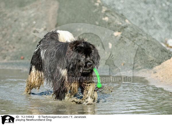 playing Newfoundland Dog / YJ-14942