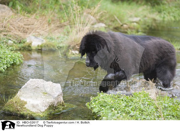 Newfoundland Dog Puppy / HBO-02617