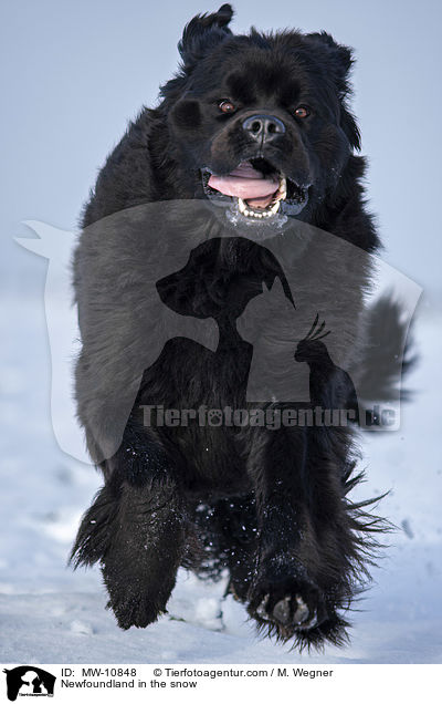 Newfoundland in the snow / MW-10848