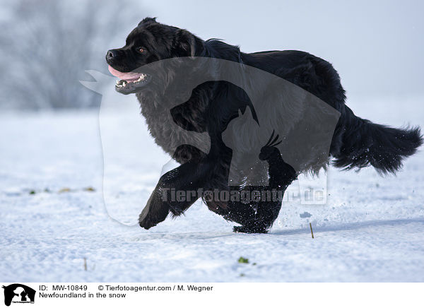 Newfoundland in the snow / MW-10849