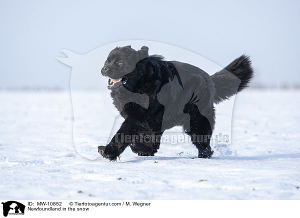 Newfoundland in the snow / MW-10852