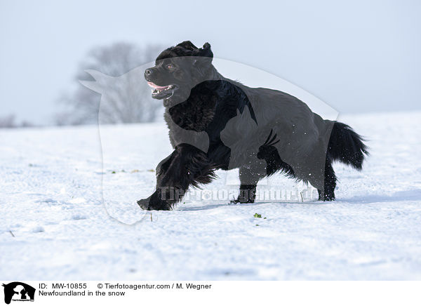 Newfoundland in the snow / MW-10855
