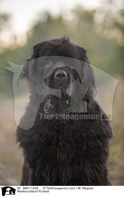 Newfoundland Portrait / MW-11428