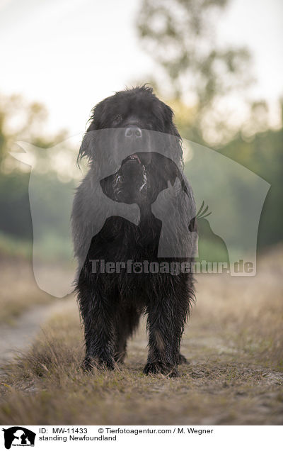 standing Newfoundland / MW-11433