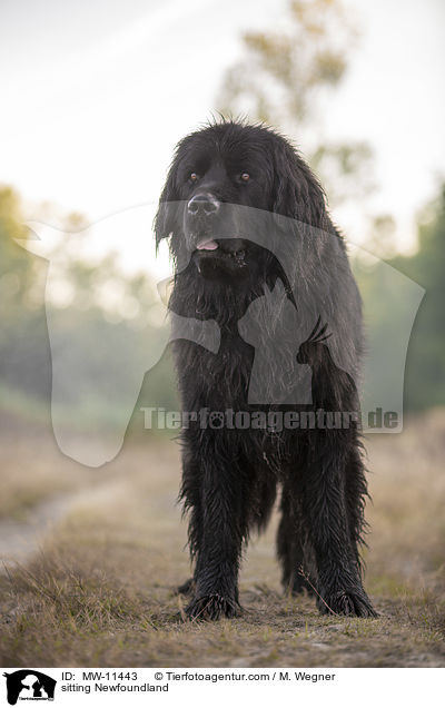 sitting Newfoundland / MW-11443