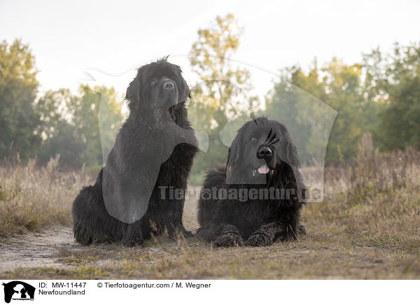 Newfoundland / MW-11447