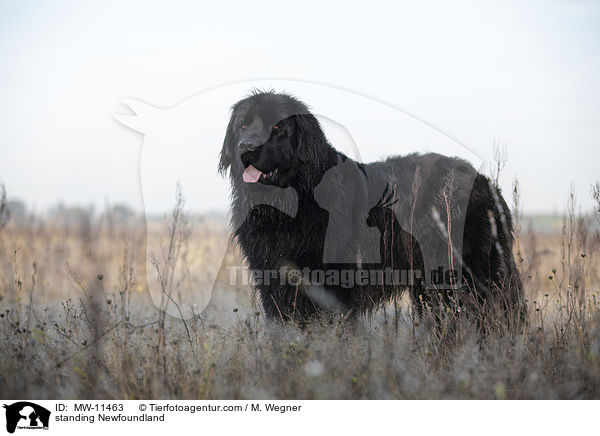 standing Newfoundland / MW-11463