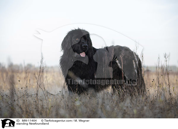 standing Newfoundland / MW-11464