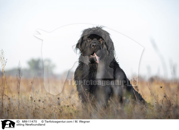 sitting Newfoundland / MW-11470