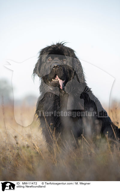 sitting Newfoundland / MW-11472