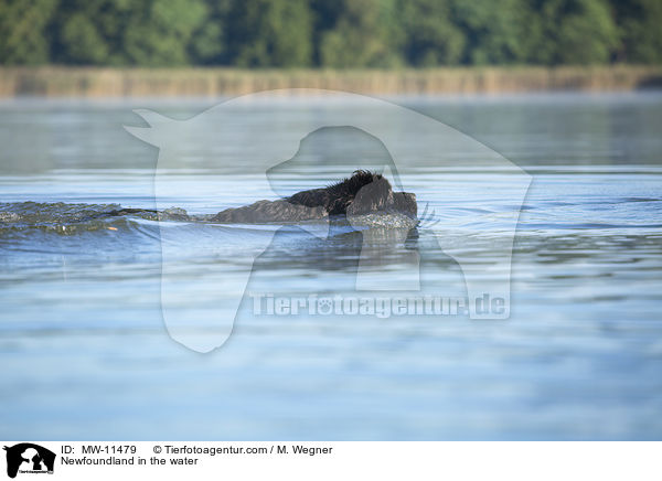 Newfoundland in the water / MW-11479