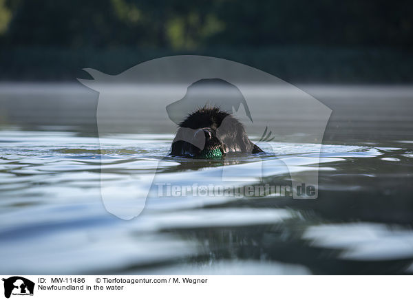 Newfoundland in the water / MW-11486