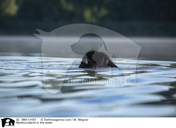 Newfoundland in the water / MW-11487
