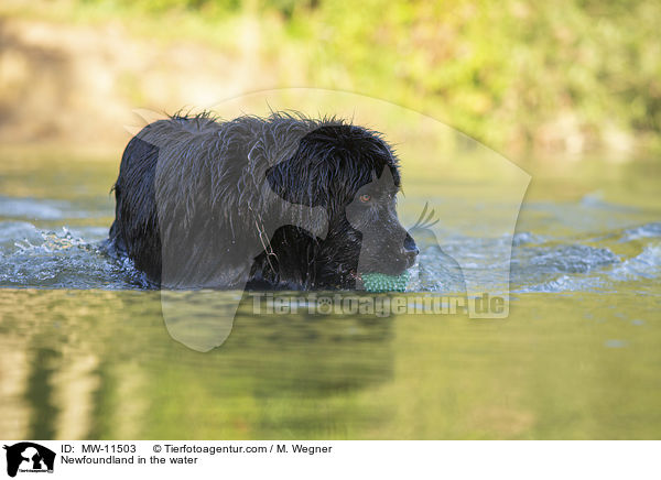Newfoundland in the water / MW-11503