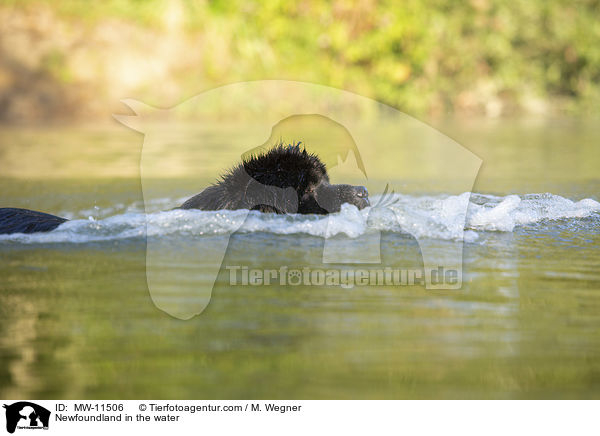 Newfoundland in the water / MW-11506