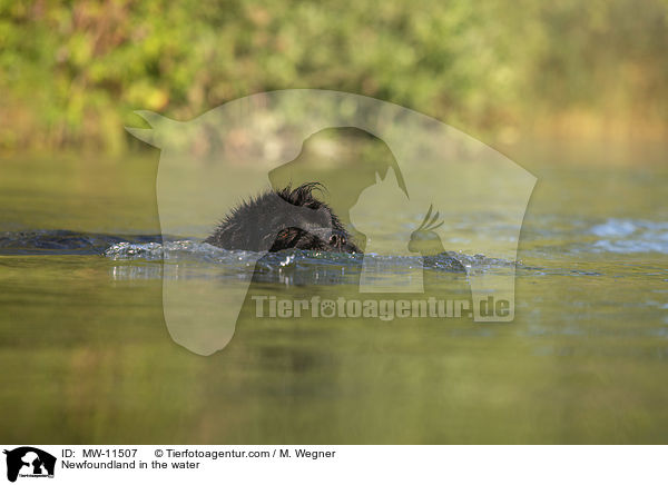 Newfoundland in the water / MW-11507