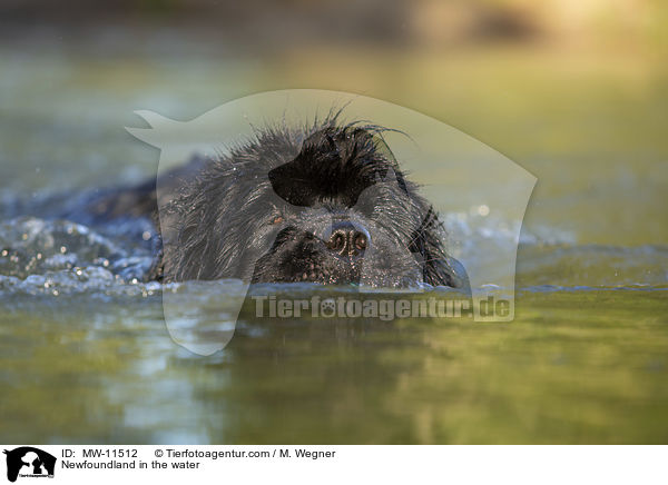 Newfoundland in the water / MW-11512
