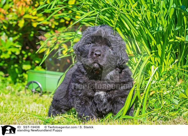 standing Newfoundland Puppy / SST-19408