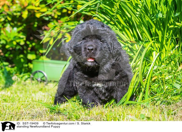 standing Newfoundland Puppy / SST-19409