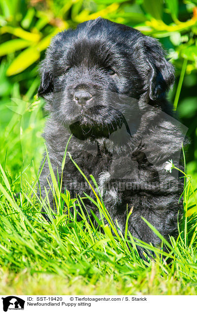 Newfoundland Puppy sitting / SST-19420