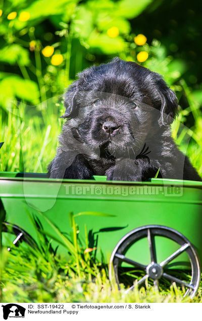 Newfoundland Puppy / SST-19422