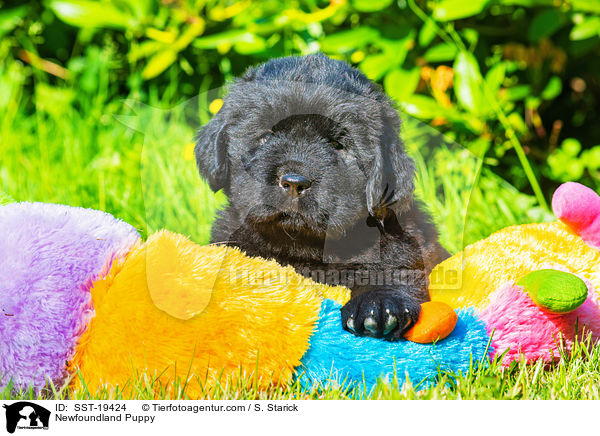 Newfoundland Puppy / SST-19424