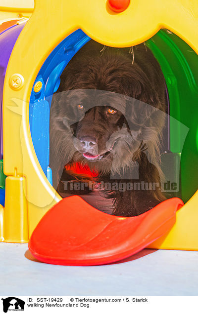 walking Newfoundland Dog / SST-19429