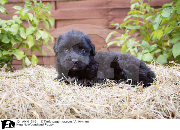 lying Newfoundland Puppy / AH-01519