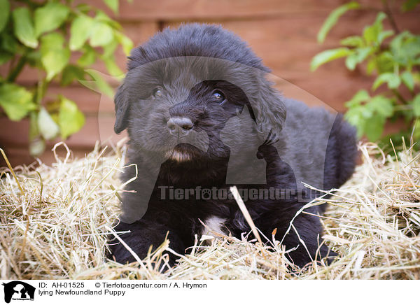 lying Newfoundland Puppy / AH-01525