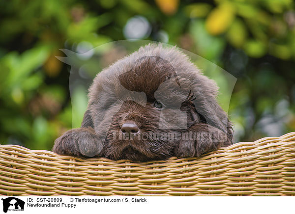 Newfoundland Puppy / SST-20609