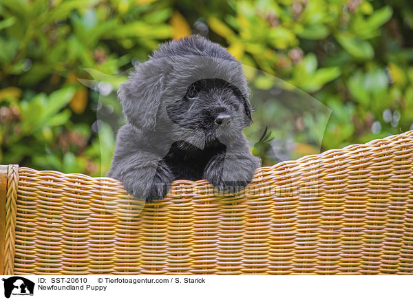Newfoundland Puppy / SST-20610